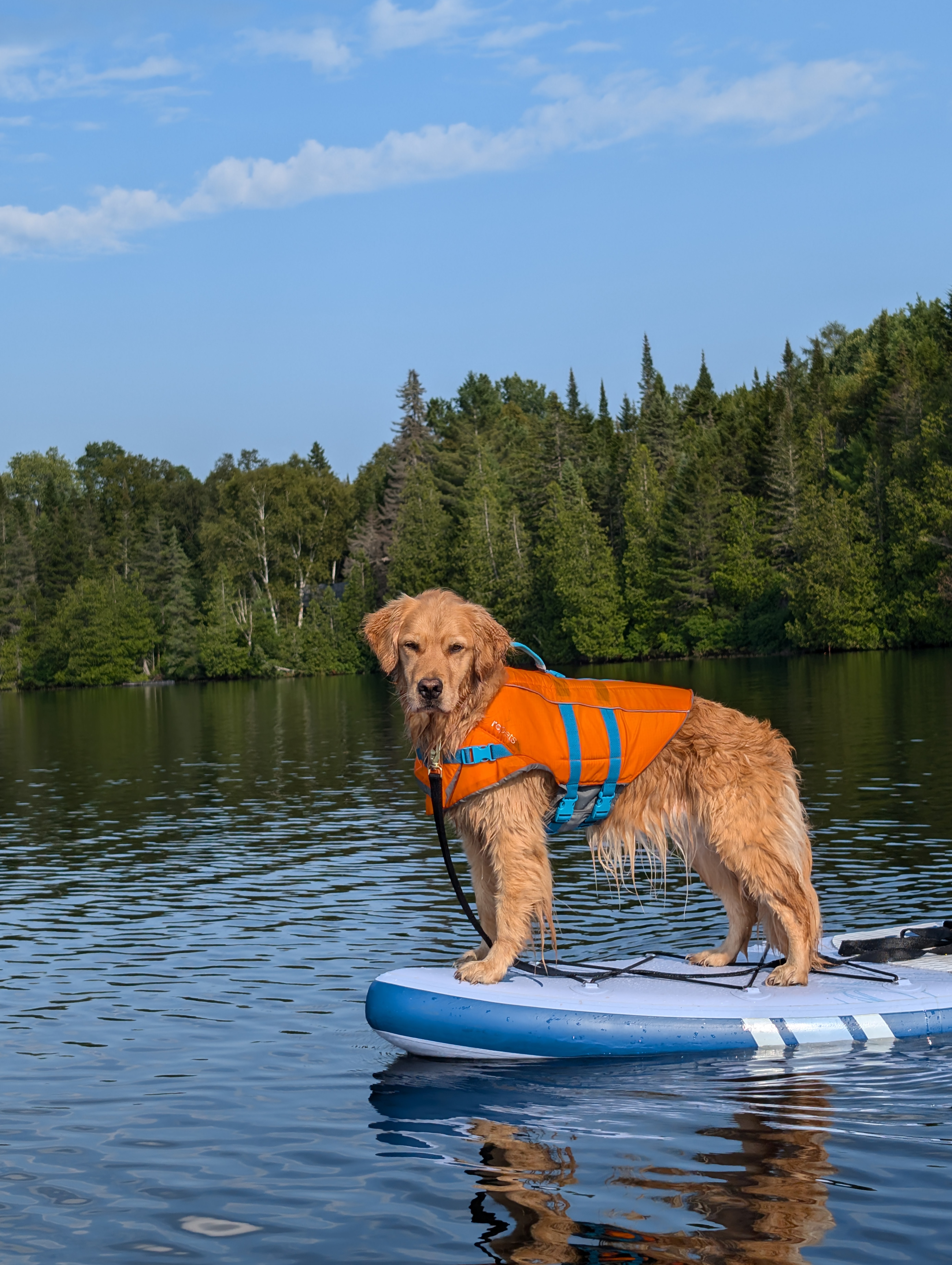 Dog on Paddleboard