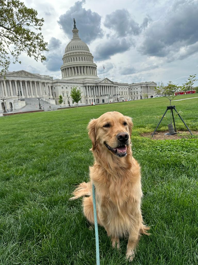 Dog at Capitol